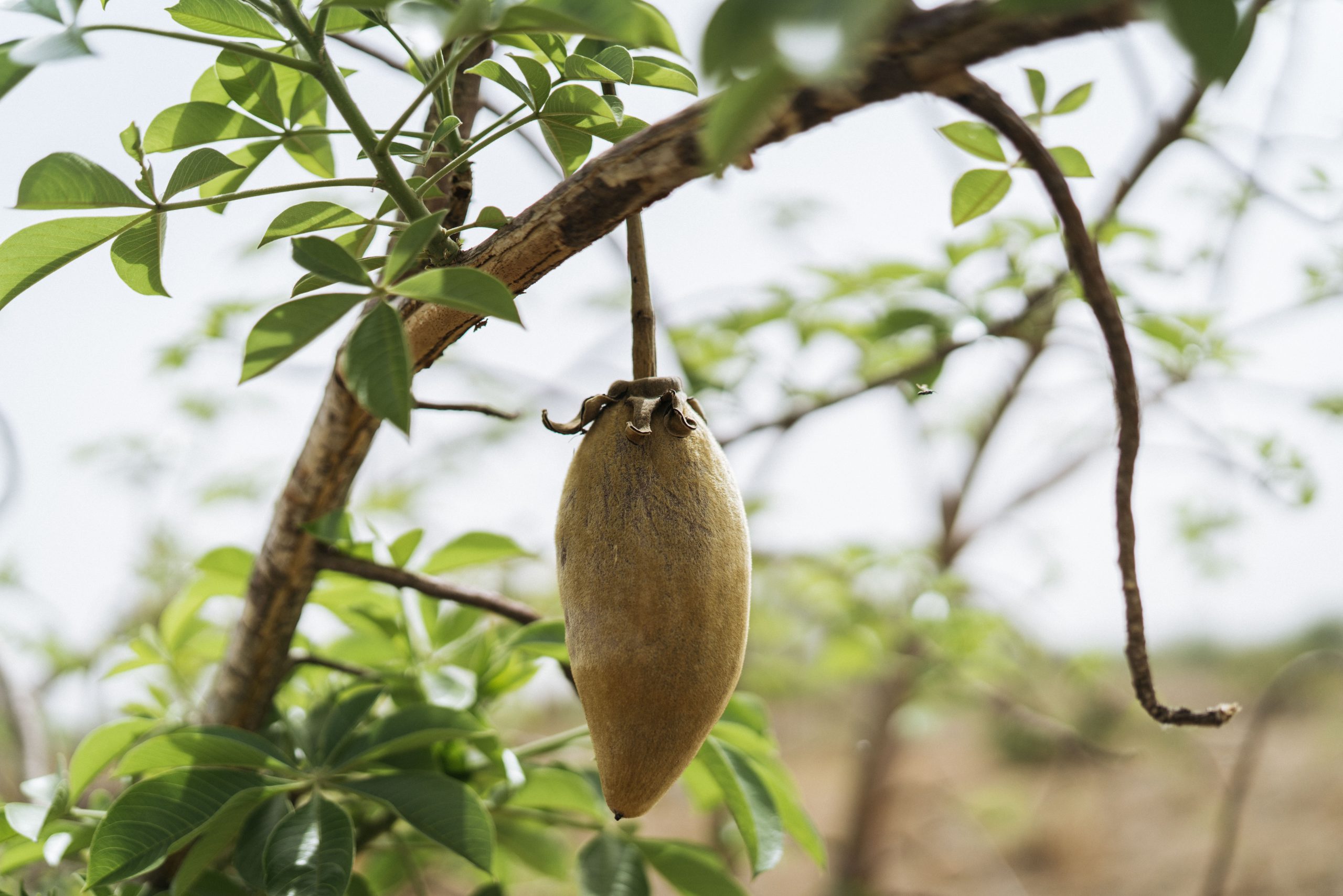 Baobab2