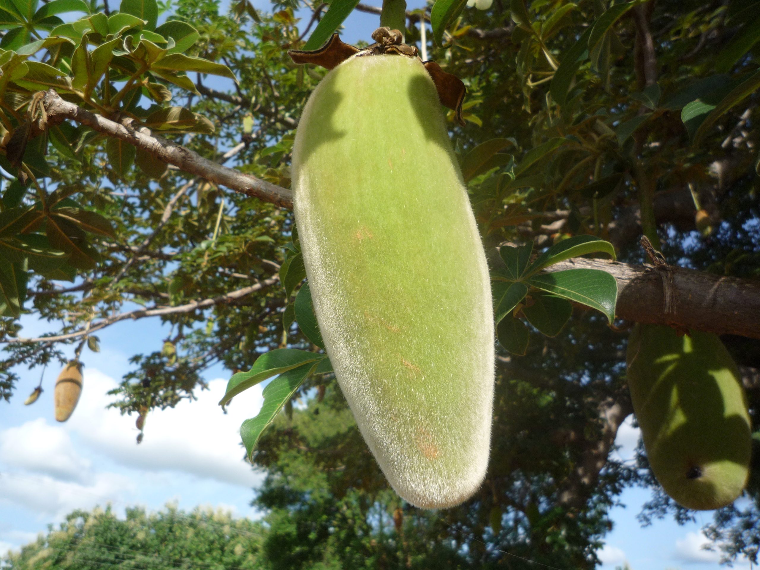 Baobab-fruit
