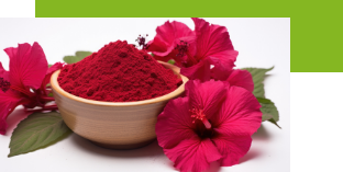 Hibiscus